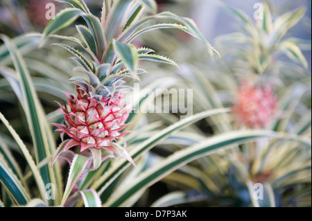 ANANAS COMOSUS VAR. VARIEGATUS ; ANANAS PANACHÉ ; LES AUTOCHTONES AU BRÉSIL ; photographié à RHS Wisley Gardens à Surrey, Angleterre. Banque D'Images