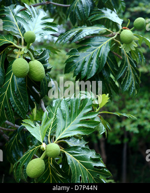 L'arbre à pain (Artocarpus altilis) arbre aux fruits. L'origine de l ...