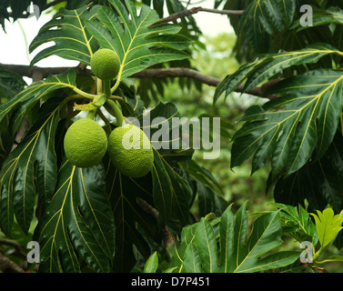 L'arbre à pain (Artocarpus altilis) arbre dans la forêt tropicale. Puerto Rico. L'Amérique centrale Banque D'Images