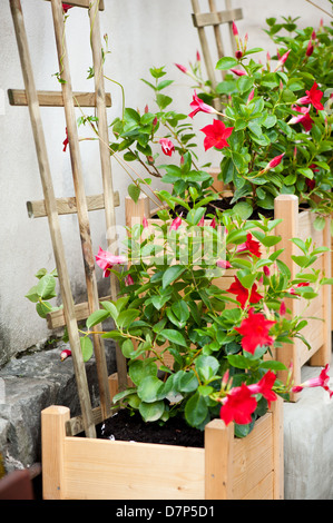 Mandevilla sanderi ou Dipladenia sanderi Banque D'Images