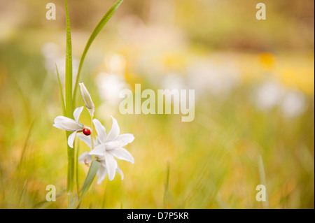 Ornithogalum nutans blanc avec fleur coccinelle Banque D'Images