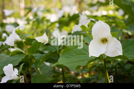 Un domaine de la Trille blanc pousse sur le sol de la forêt au printemps. Banque D'Images