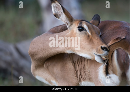 Impala Banque D'Images