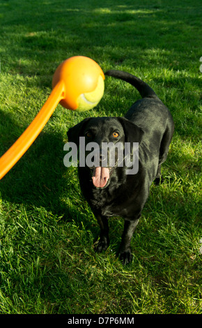 Sadie, un labrador noir, attend une ball toss. Banque D'Images