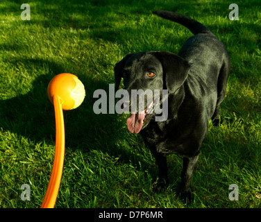 Sadie, un labrador noir, attend une ball toss. Banque D'Images