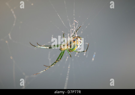 Mable verger assis sous l'araignée c'est d'attente web de proies. Banque D'Images