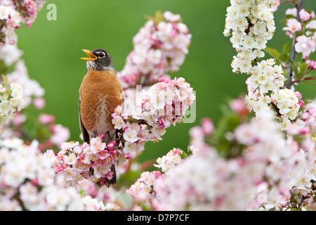 American Robin chantant dans l'oiseau d'arbre de Crabapple songbird ornithologie Science nature Environnement sauvage Banque D'Images