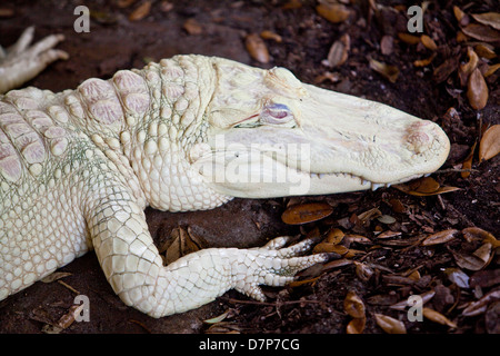 Un albino Alligator est vu à Alligator Farm Zoological Park à Saint Augustine, Floride Banque D'Images