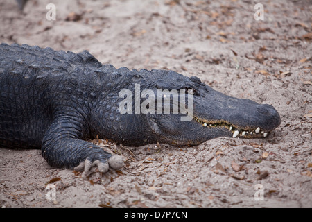 Un alligator est vue à Alligator Farm Zoological Park à Saint Augustine, Floride Banque D'Images