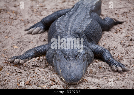 Un alligator est vue à Alligator Farm Zoological Park à Saint Augustine, Floride Banque D'Images