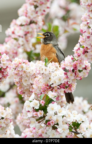 Chant américain de Robin dans l'arbre de Crabapple - oiseau vertical ornithologie ornithologie Science nature Environnement sauvage Banque D'Images