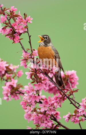 Chant américain de Robin dans l'arbre de Crabapple - oiseau vertical ornithologie ornithologie Science nature Environnement sauvage Banque D'Images