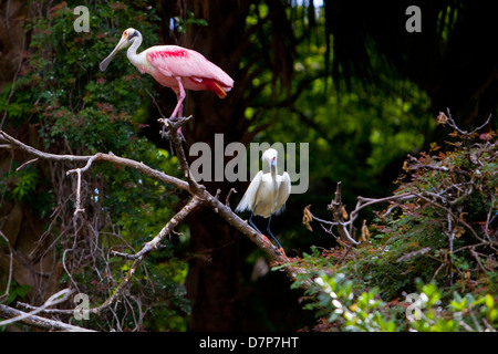 Une Spatule rosée, à gauche, et d'une aigrette neigeuse sont vus à Alligator Farm Zoological Park à Saint Augustine, Floride Banque D'Images