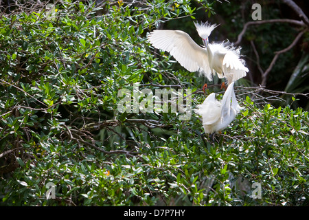 Deux aigrettes neigeuses sont vus à Alligator Farm Zoological Park à Saint Augustine, Floride Banque D'Images