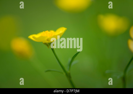 Buttercup Wildflowers Banque D'Images