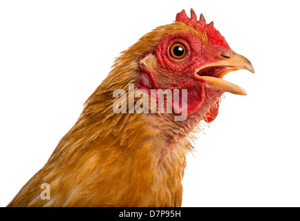 Rocé coq, un mélange de Pekin et Wyandotte, against white background Banque D'Images