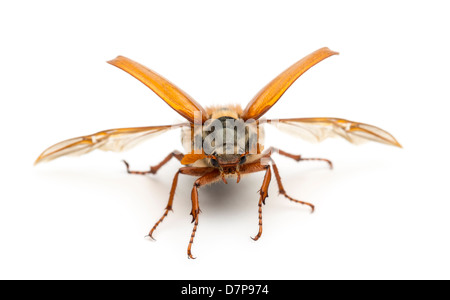 Catégorie : hommes, Melolontha melolontha, connu sous le nom de bug, peut-être Mitchamador, Billy sorcière ou Spang beetle, against white background Banque D'Images