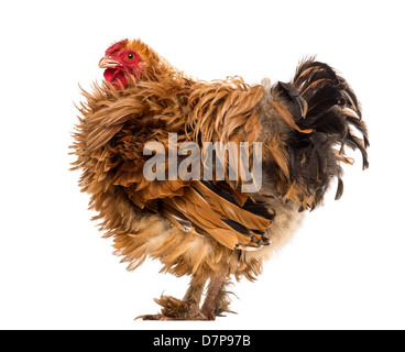 Rocé coq, un mélange de Pekin et Wyandotte, against white background Banque D'Images