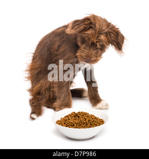 Rocé, âgé de 5 mois, assise à côté de bol de nourriture pour chien contre fond blanc Banque D'Images