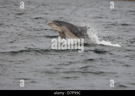 Veau de grands dauphins (Tursiops truncatus) violer dans le Moray Firth. L'Écosse. Banque D'Images