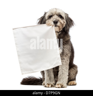 Rocé, chien de 4 ans, tenant un drapeau blanc contre un fond blanc Banque D'Images