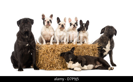 Bouledogues français assis sur le ballot de paille et de croisements assis et couché in front of white background Banque D'Images