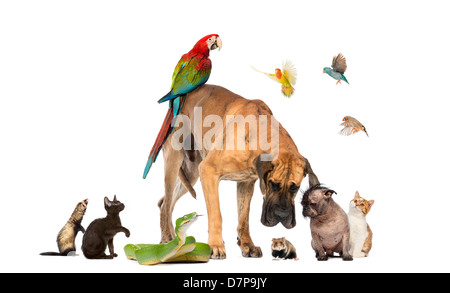 Groupe d'animaux y compris les chiens, chats, oiseaux, serpents et une souris contre fond blanc Banque D'Images