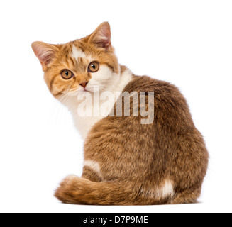 Chaton British Shorthair, 3,5 mois, assis et regardant la caméra contre fond blanc Banque D'Images