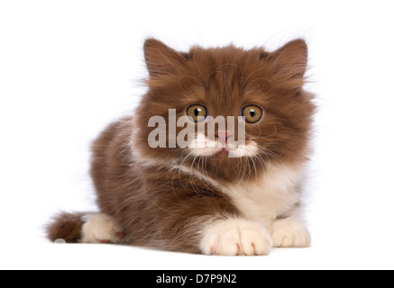 British Longhair chaton, 6 semaines, le mensonge et regardant la caméra contre fond blanc Banque D'Images
