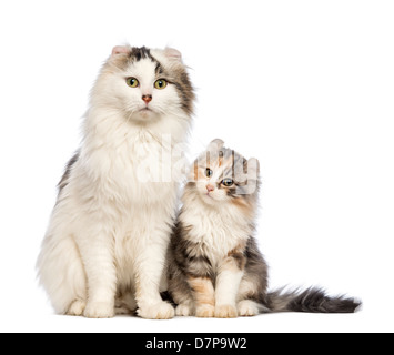 American Curl chaton, 3 mois, s'asseoir et regarder avec l'appareil photo c'est la mère contre fond blanc Banque D'Images