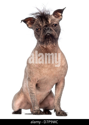 Race mélangée sans poils, un croisement entre un bouledogue français et Chien Chinois à Crête, portrait contre fond blanc Banque D'Images