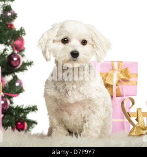 Maltese sitting in front of Christmas decorations against white background Banque D'Images