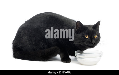 Chat noir à la recherche jusqu'à partir de lait contre fond blanc Banque D'Images