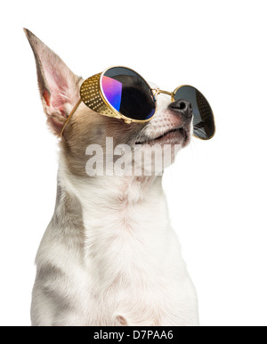 Chihuahua, 2 ans, portant des lunettes de soleil contre fond blanc Banque D'Images