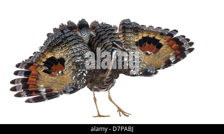 Eurypyga helias, Sunbittern, devant un fond blanc Banque D'Images