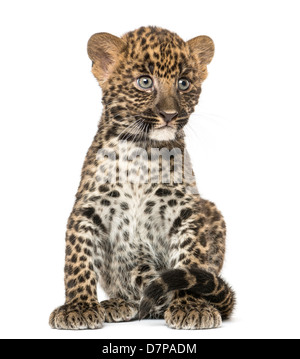 Spotted Leopard cub, Panthera pardus, 7 semaines, assis à l'arrière-plan blanc Banque D'Images