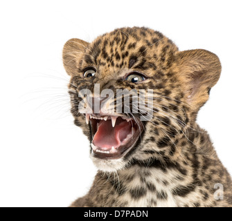 Spotted Leopard cub, Panthera pardus, 7 semaines, rugissant contre fond blanc Banque D'Images