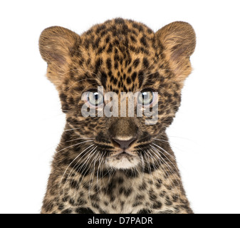 Spotted Leopard cub, Panthera pardus, 7 semaines, portrait contre fond blanc Banque D'Images