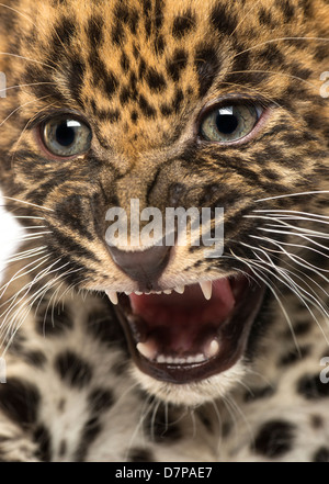 Spotted Leopard cub, Panthera pardus, 7 semaines, rugissant Banque D'Images