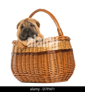 Sharpei chiot dans un panier en osier, 11 semaines, contre fond blanc Banque D'Images