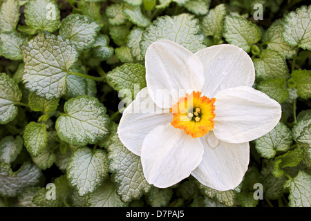 Daffodil avec de l'eau baisse, avec l'ortie d'argent. Banque D'Images