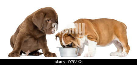 Chiot Bouledogue anglais à partir de l'alimentation chien bol, comme Labrador Retriever chiot watches against white background Banque D'Images