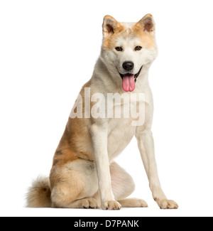 Akita Inu, 2 ans, assis à l'arrière-plan blanc Banque D'Images