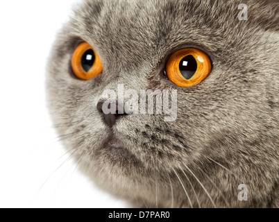 Chat British Shorthair bleu, portrait Banque D'Images