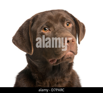 Close-up d'un labrador chocolat, 7 mois, contre fond blanc Banque D'Images