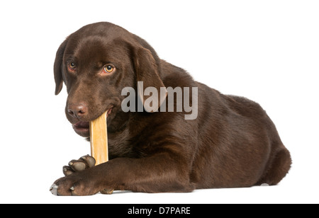 Labrador Chocolat, 7 mois, de mensonge et de mâcher un os de chien contre fond blanc Banque D'Images