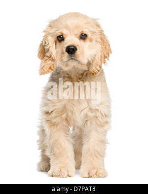 Chiot cocker américain, 4 mois, standing against white background Banque D'Images