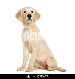 Jeune Golden Retriever, âgé de 5 mois, assis contre un fond blanc Banque D'Images