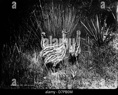 Cette photographie en noir et blanc montre de jeunes émeus (Dromaius novaehollandiae) de Nouvelle-Galles du Sud, capturés dans un environnement naturel. Les émeus, originaires d'Australie, sont de grands oiseaux sans vol connus pour leur apparence et leur comportement distinctifs. L'image montre les oiseaux dans les prairies, soulignant leur plumage rayé distinctif. Banque D'Images