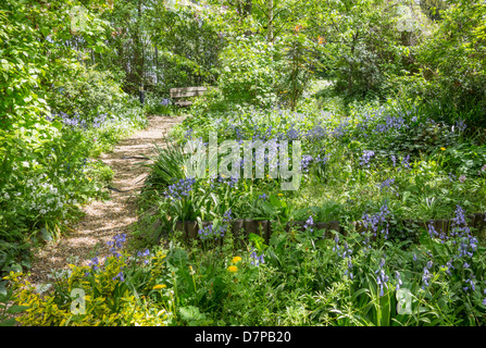 Bois de printemps avec jardin en fleurs jacinthes Banque D'Images